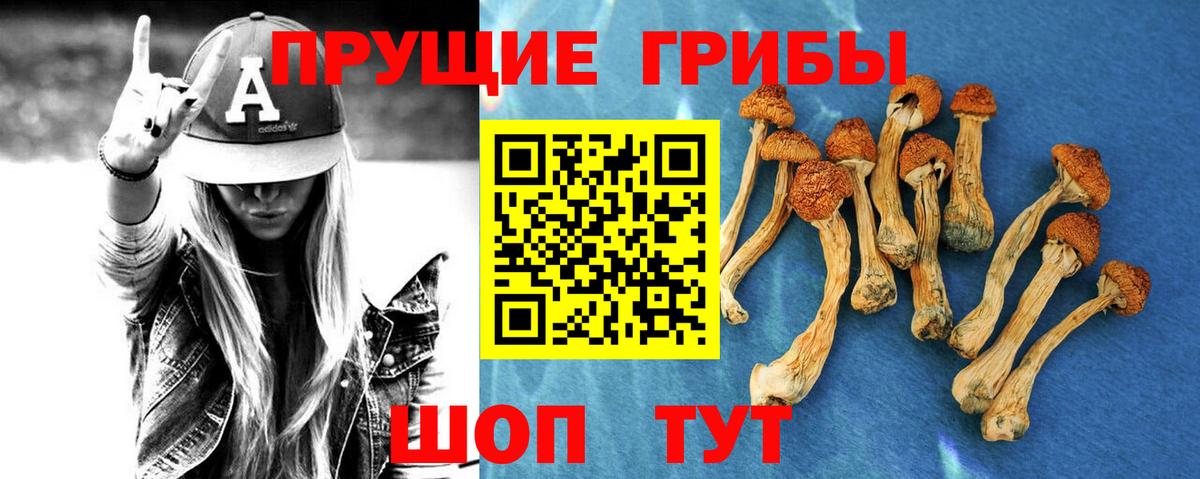 Галлюциногенные грибы Psilocybine cubensis  Псилоцибиновые грибы прущие грибы  Кушва 